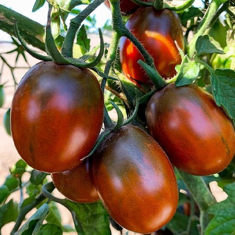 Cocktail Tomato Seeds Black Dragon 30 Seeds