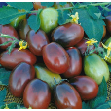 Cocktail tomato seeds Black Moor 30 seeds
