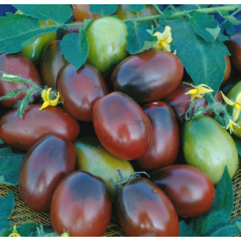 Cocktail tomato seeds Black Moor 30 seeds
