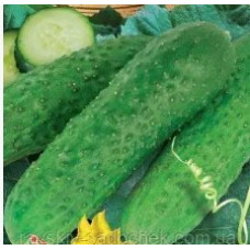 Cucumber seeds Lyubchik F1 0.5 grams
