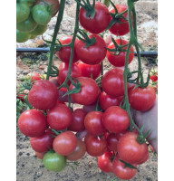 Tomato seeds Murzilka F1 10 pcs