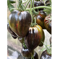 Tomato seeds Emerald caramel Elena 10 seeds