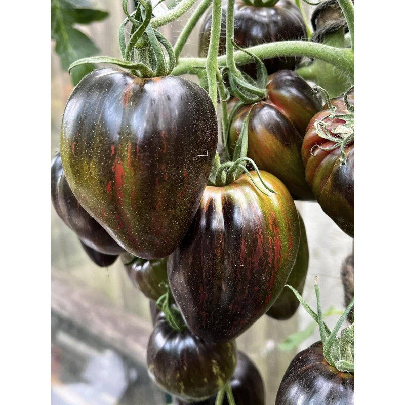 Tomato seeds Emerald caramel Elena 10 seeds