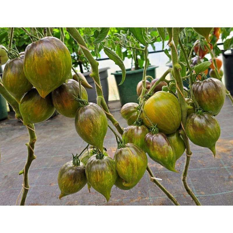 Tomato seeds Aliskino Heart 10 seeds