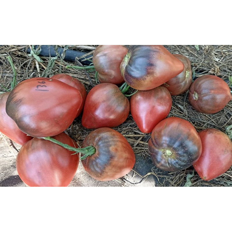 Tomato seeds Cherry Syrup 10 seeds