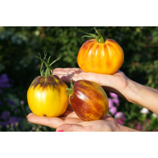 Tomato seeds Golden Turban 10 seeds