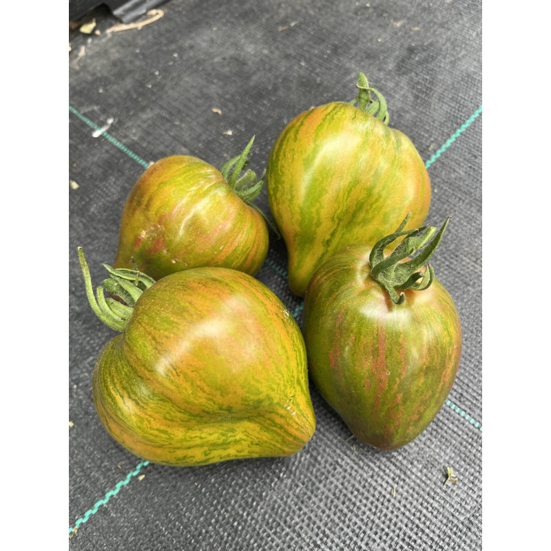 Tomato seeds Marmalade Temptation 10 seeds