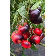 Tomato seeds Captivating Amethyst 10 seeds