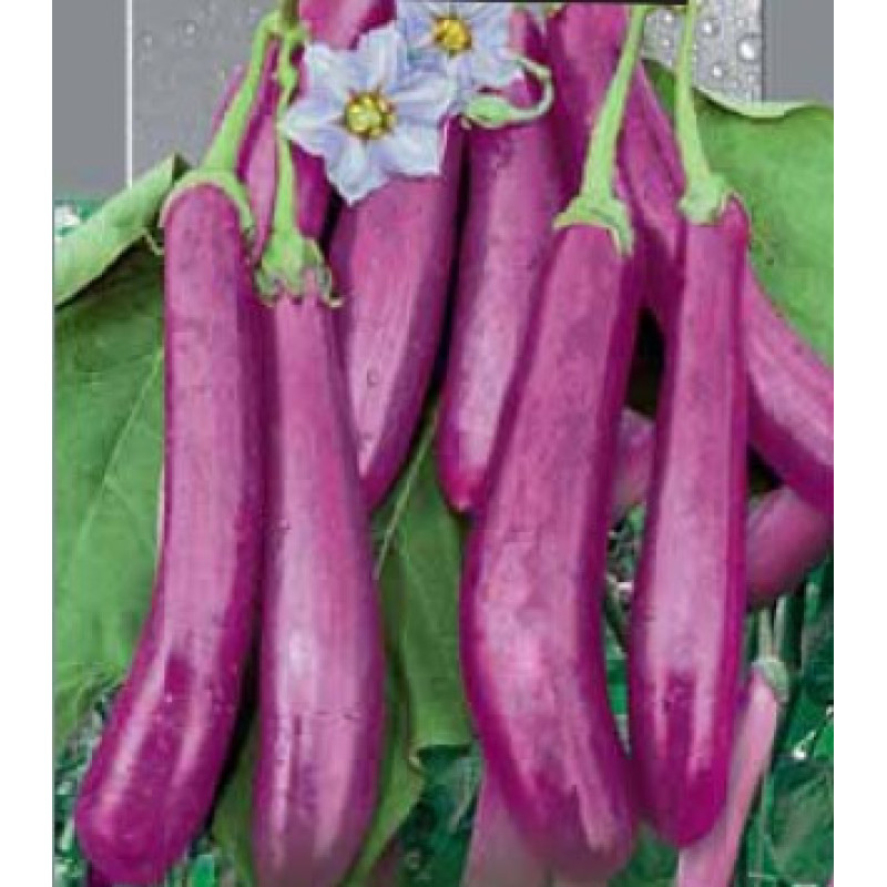 Eggplant seeds Pink Flamingo 30 seeds