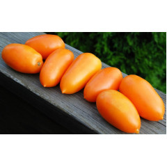 Plum Tomato Seeds Pineapple Cream 30 Seeds