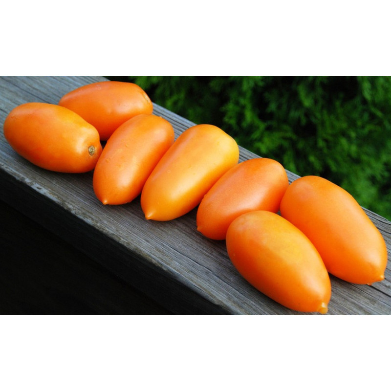 Plum Tomato Seeds Pineapple Cream 30 Seeds