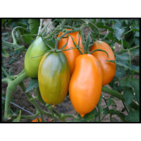 Plum tomato seeds Medicinal 30 seeds