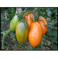 Plum tomato seeds Medicinal 30 seeds