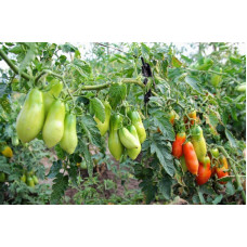 Plum Tomato Seeds French Bunch 30 Seeds