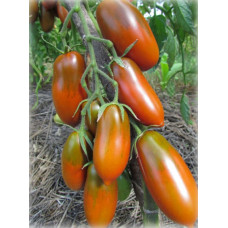 Plum tomato seeds Black Icicle 15 seeds