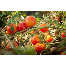 Seeds of small cherry tomato Italian nuts 30 seeds