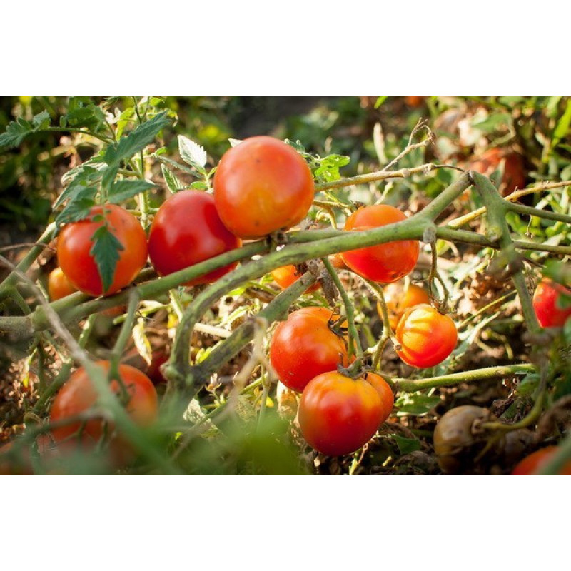 Seeds of small cherry tomato Italian nuts 30 seeds