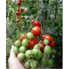 Small-fruited cherry tomato seeds Barberry 30 seeds