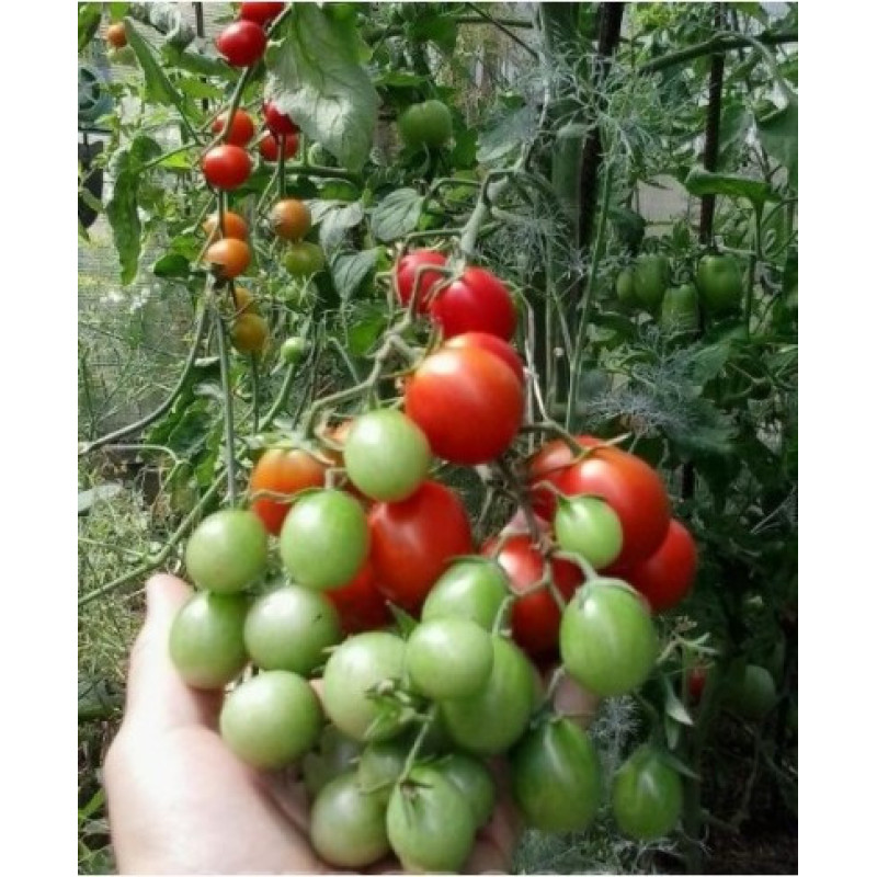 Small-fruited cherry tomato seeds Barberry 30 seeds