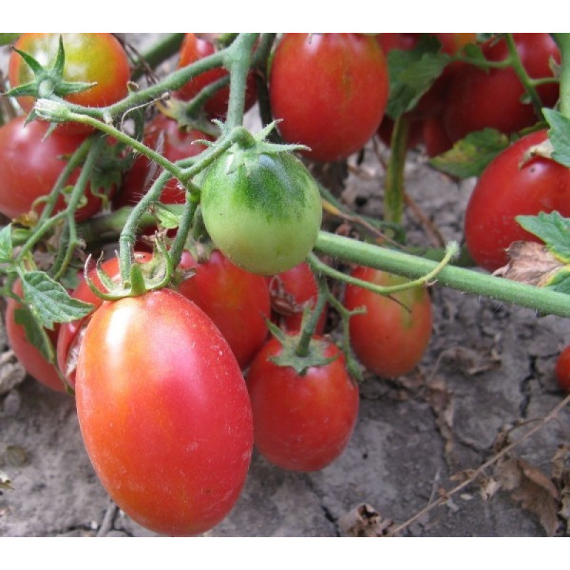 Seeds of small cherry tomato Butterfly 30 seeds