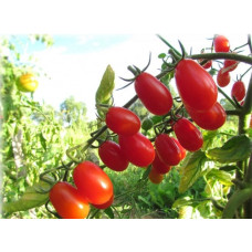 Seeds of small cherry tomato Elf 30 seeds