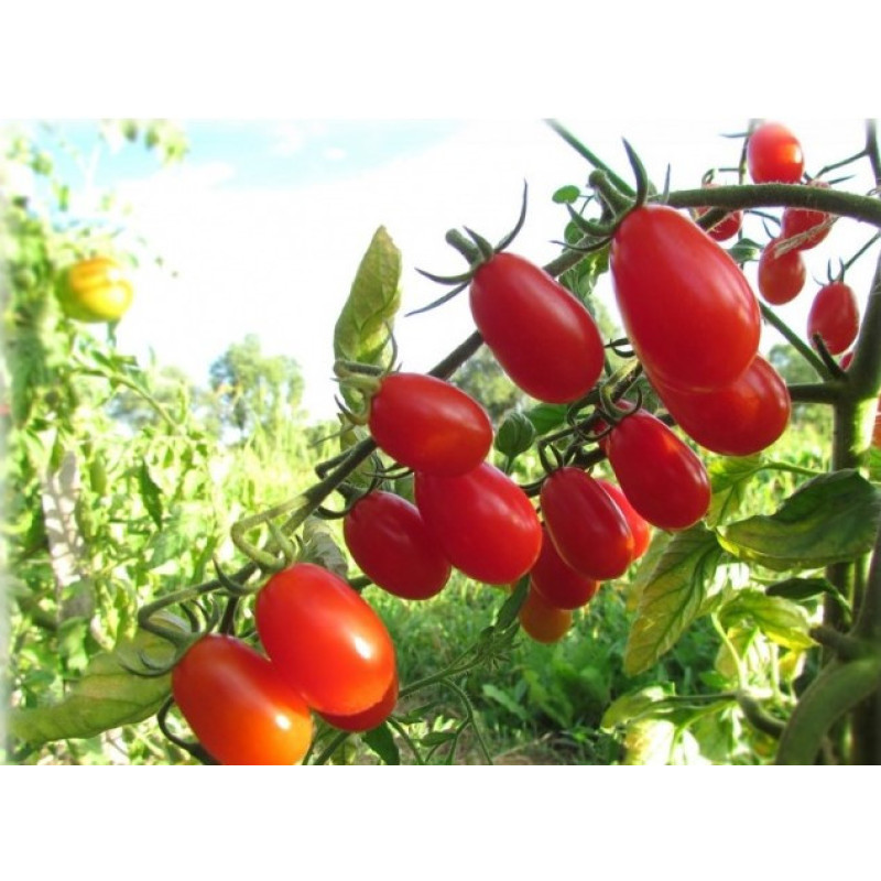Seeds of small cherry tomato Elf 30 seeds