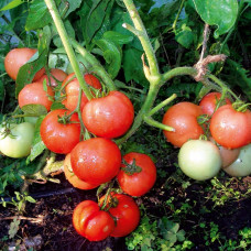 Seeds of small-fruited cherry tomato Riddle (Moldova) 30 seeds