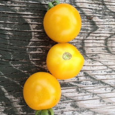 Small-fruited cherry tomato seeds Golden Crown 30 seeds