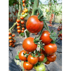 Seeds of small-fruited cherry tomato Laura F1 10 seeds