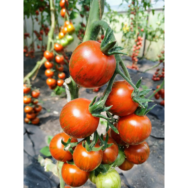 Seeds of small-fruited cherry tomato Laura F1 10 seeds