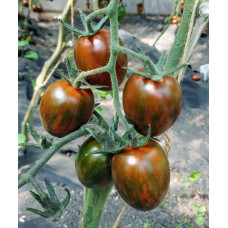 Seeds of small cherry tomato Limpopo F1 10 seeds