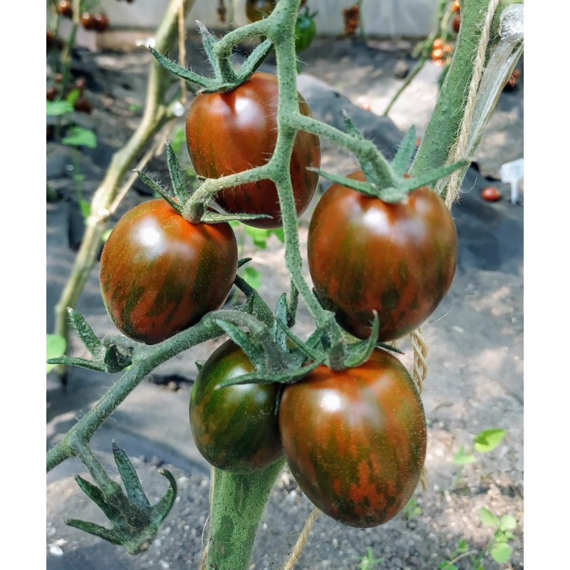 Seeds of small cherry tomato Limpopo F1 10 seeds
