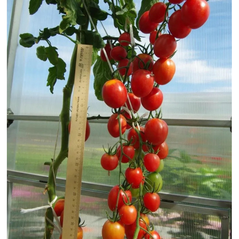 Seeds of small-fruited cherry tomato Summer Ball F1 5 seeds