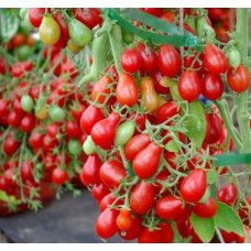 Seeds of small cherry tomato Montpensier 30 seeds