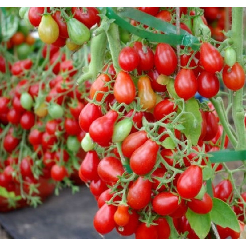 Seeds of small cherry tomato Montpensier 30 seeds