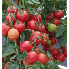 Seeds of small-fruited cherry tomato Ping-Pong Raspberry F1 10 seeds