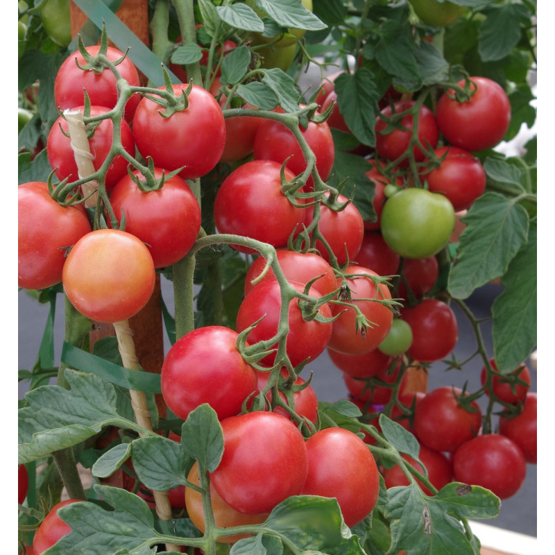 Seeds of small-fruited cherry tomato Ping-Pong Raspberry F1 10 seeds