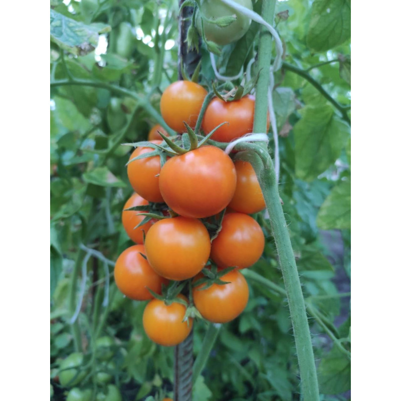 Small cherry tomato seeds Ping Pong golden F1 10 seeds