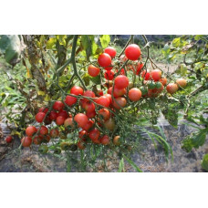 Small cherry tomato seeds Rose quartz 30 seeds
