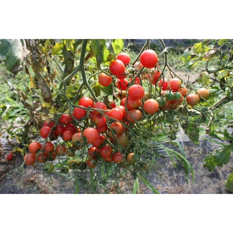 Small cherry tomato seeds Rose quartz 30 seeds