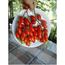 Small cherry tomato seeds Singapore 30 seeds