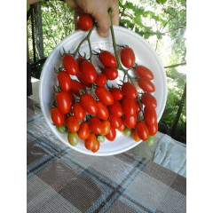 Small cherry tomato seeds Singapore 30 seeds