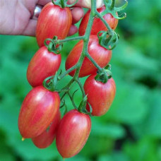 Seeds of small-fruited cherry tomato Pink mesh (Maglia Rosa) 15 seeds