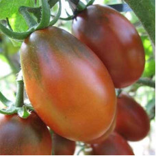 Seeds of small cherry tomato Chocolate Bunny 30 seeds