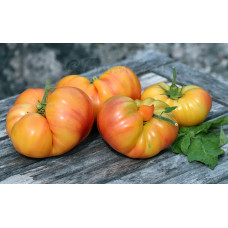 Dwarf Caitydid Tomato Seeds 50 Seeds