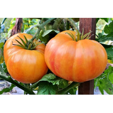 Tomato seeds Dwarf Confetti 50 seeds