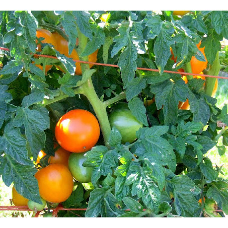 Tomato seeds Dwarf Orange Pride 50 seeds