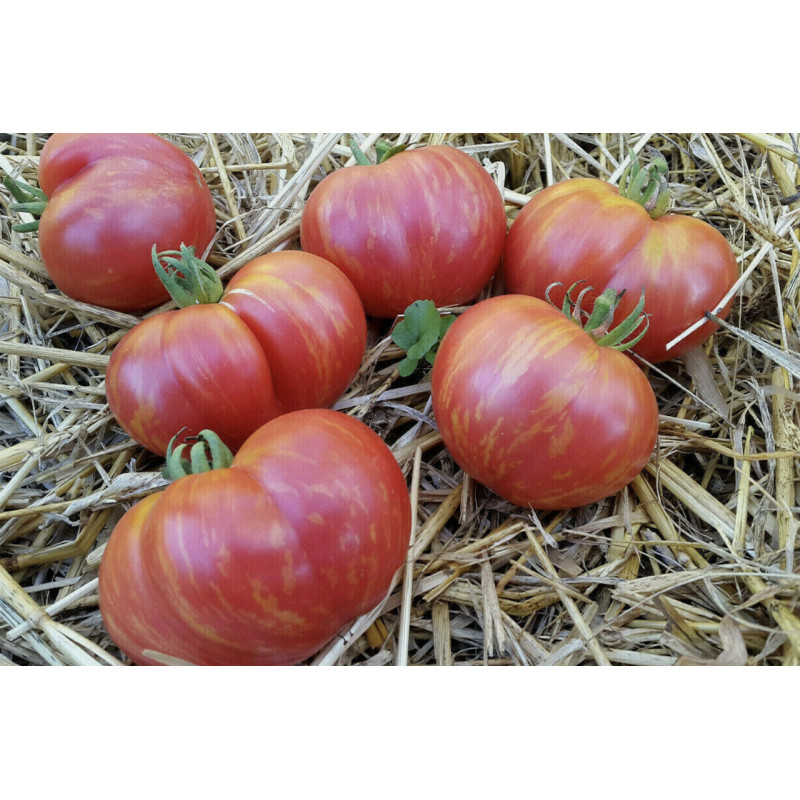 Tomato seeds Dwarf Firebird Sweet 50 seeds