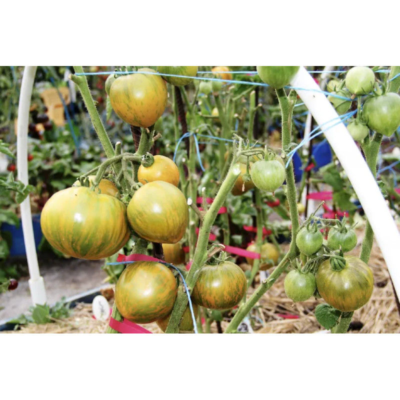 Tomato seeds Babylon's Glow Dwarf 50 seeds