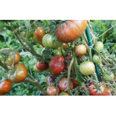 Dwarf Adelaide Festival Tomato Seeds 50 Seeds